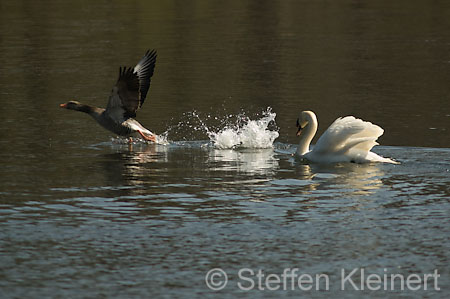 003 Höckerschwan im Angriff (Cygnus olor)